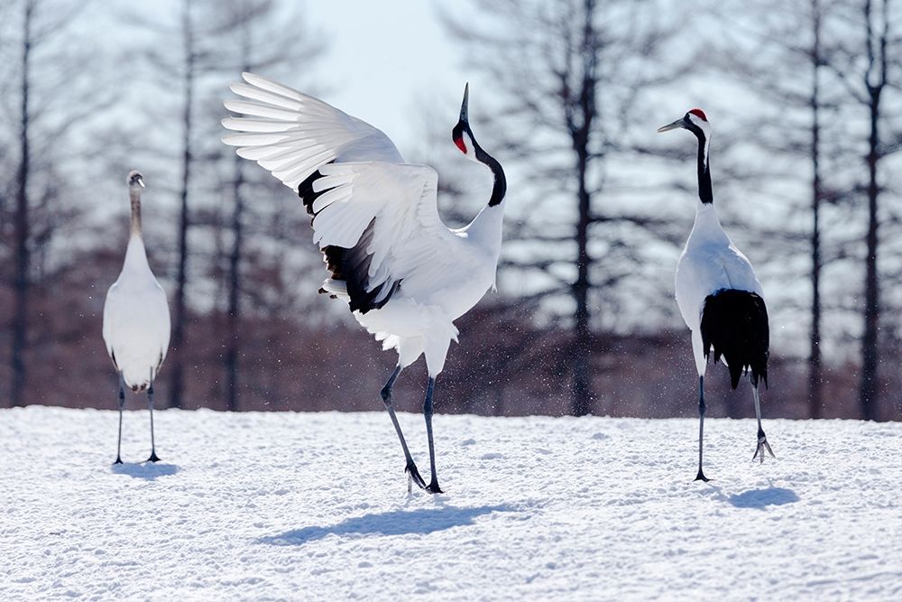 Japan-Hokkaido-Kushiro Two red-crowned cranes practice their courtship dance art print by Ellen Goff for $57.95 CAD